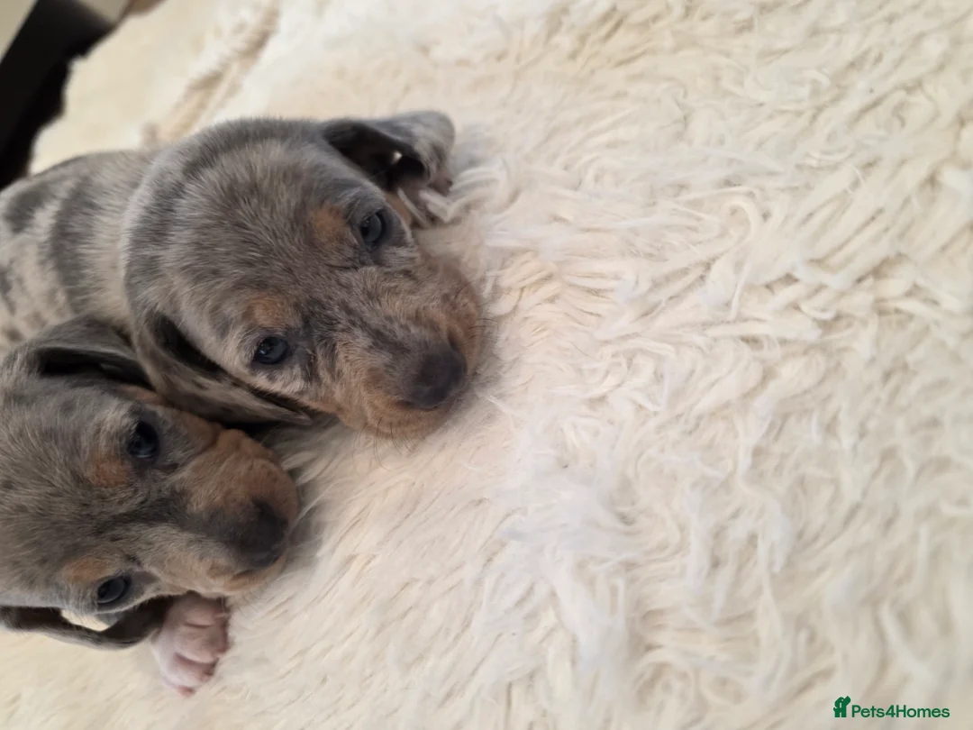 Miniature Dachshund dogs for sale: Smooth coat miniature dachshunds  in Stourport-on-Severn - Advert 2