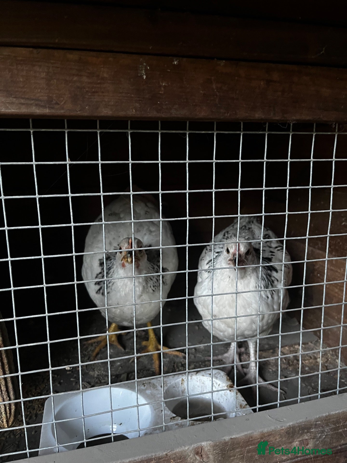 Chickens poultry Young roosters available  - Advert 16