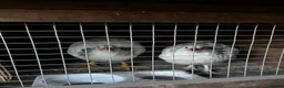 Chickens poultry for sale: Young roosters available  - Advert 1