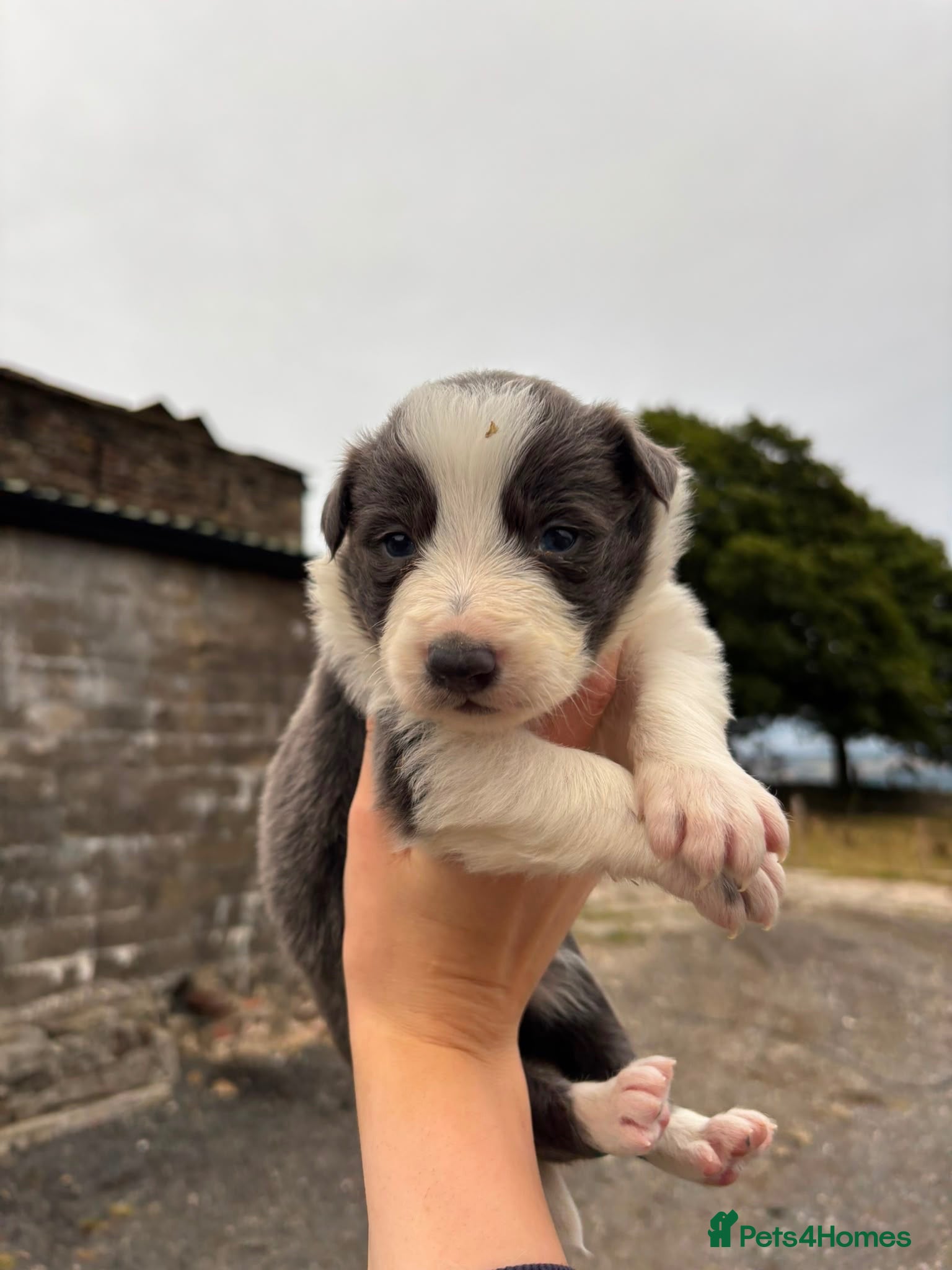Border Collie dogs Stunning blue & white / black & white pups - Advert 1