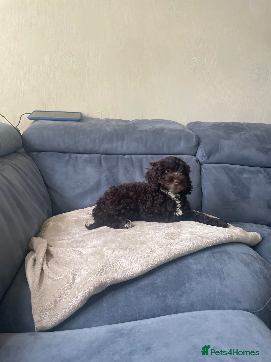 Mini Goldendoodle dogs for sale: 5 months goldendoodle in Oldham - Advert 4