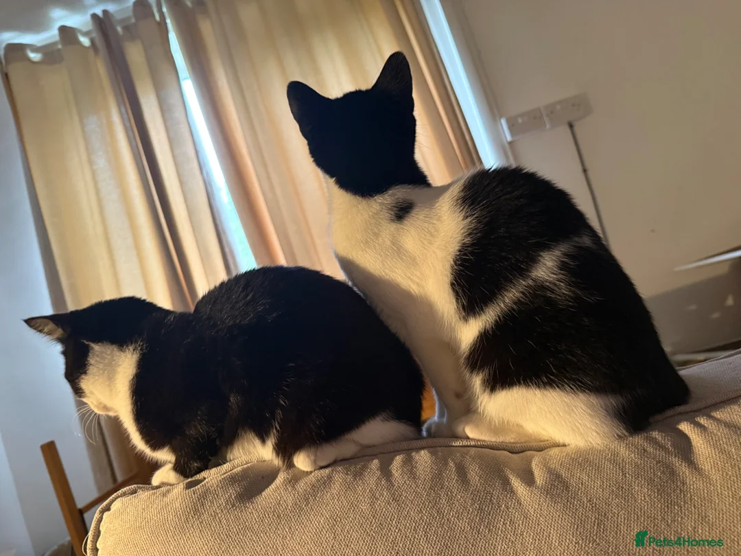 Mixed Breed cats for sale: Sunny and Shadow - Advert 1