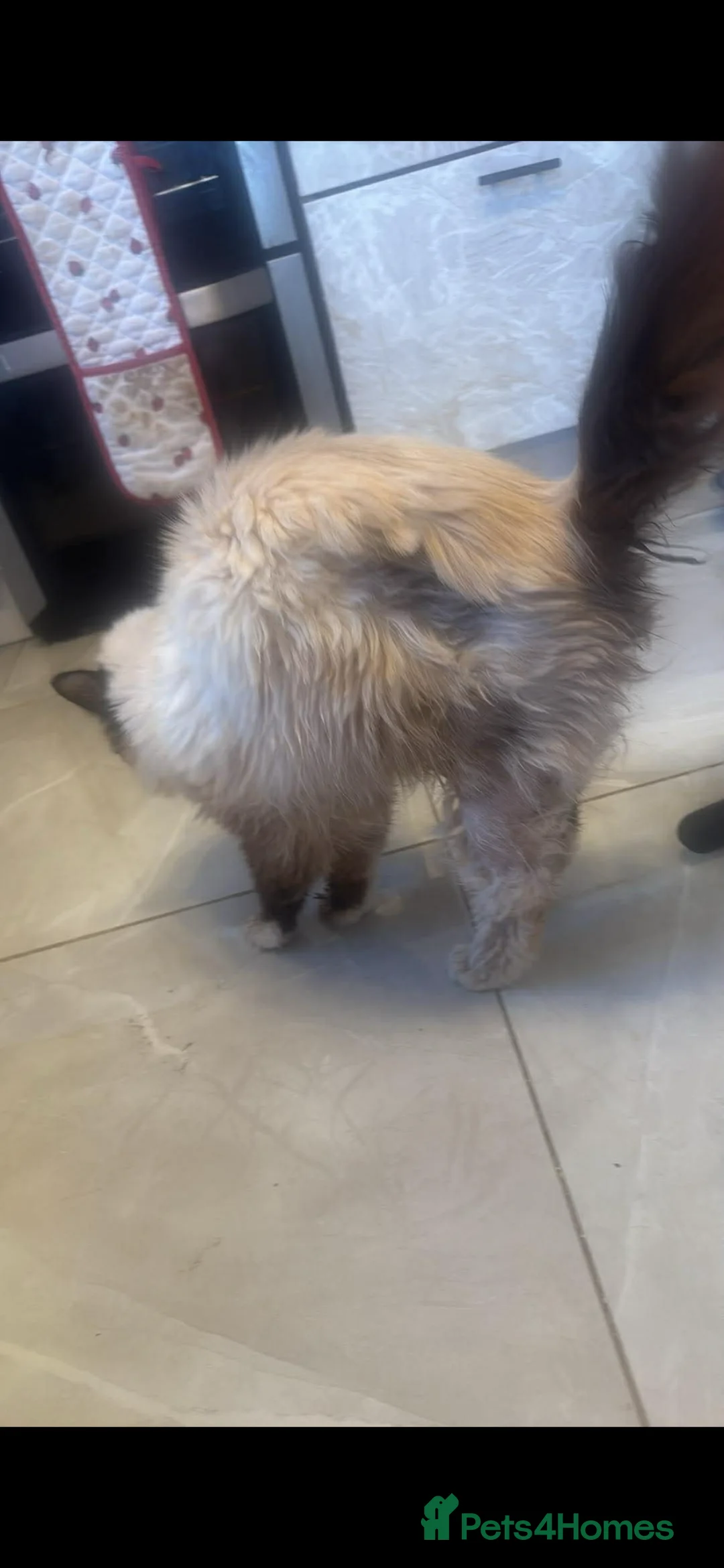 Ragdoll cats for sale: Joey the ragdoll 5 years  - Advert 2