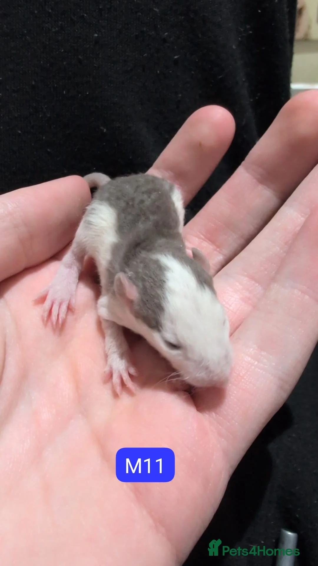 Rat rodents for sale: Lovely tame rats for sale (multiple varieties) in Derby - Advert 28