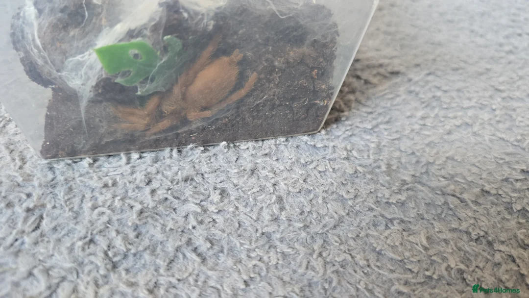 Tarantulas invertebrates for sale: 2 year old Asian fawn tarantula  - Advert 2