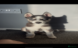Siberian Husky dogs for sale: His name is Loki about 6 months of age now  - Image 2