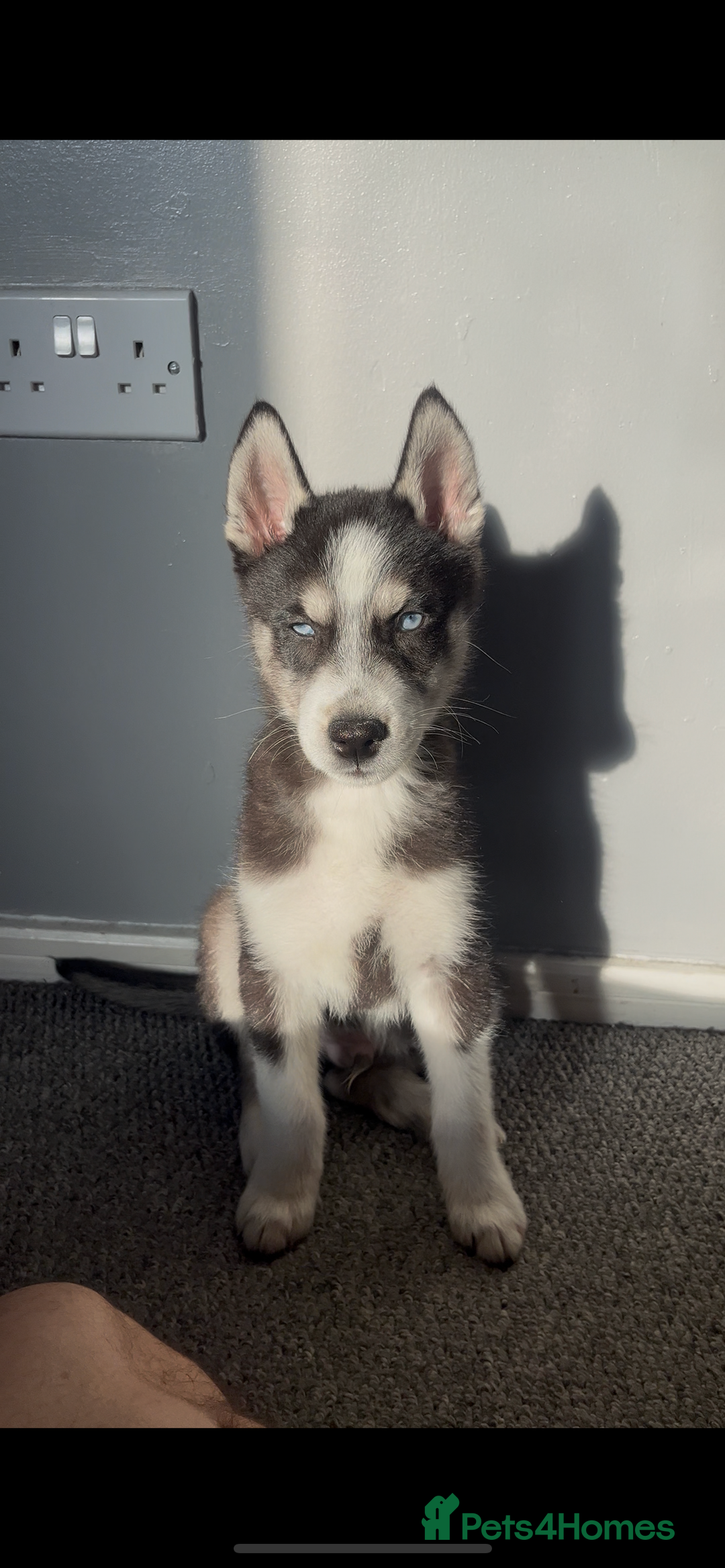 Siberian Husky dogs for sale: His name is Loki about 6 months of age now  - Image 2