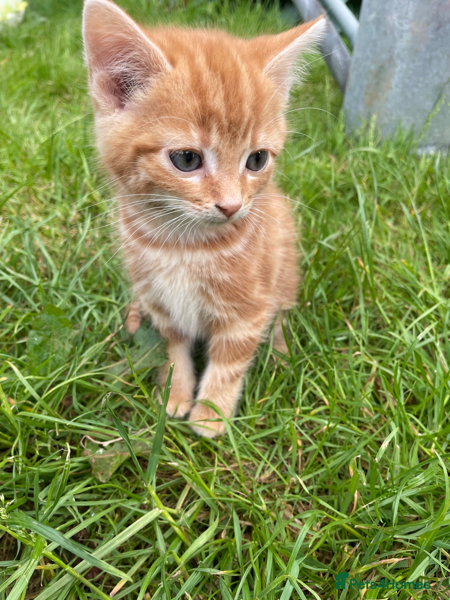 Domestic Shorthair cats for sale: 3 playful male kittens  - Advert 4