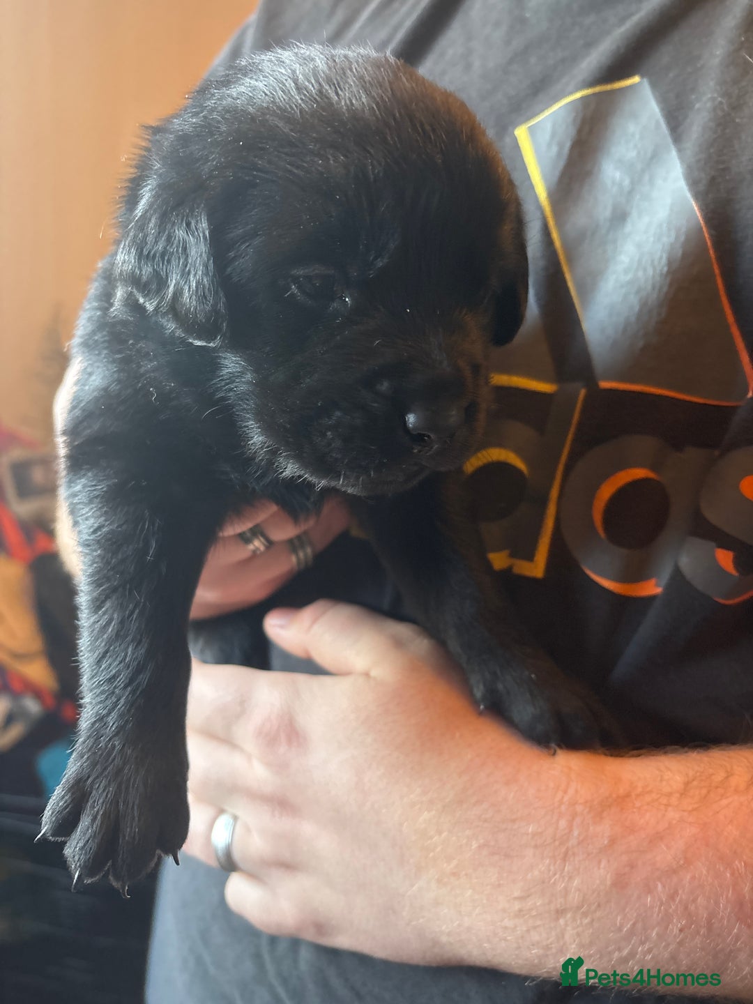 Goldador dogs for sale: Goldador puppies - Advert 10