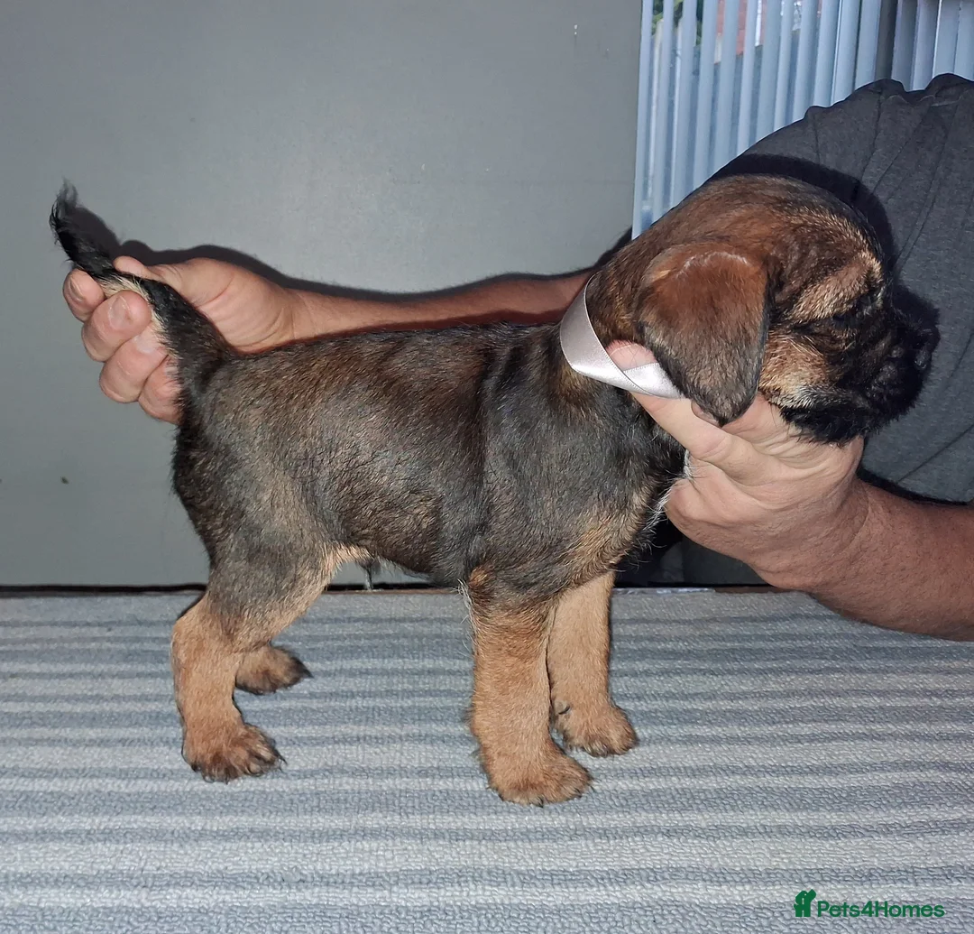 Border Terrier dogs for sale: Kc Reg Border Terrier Puppies  - Advert 3