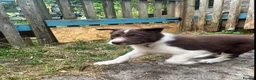 Border Collie dogs for sale: ISDS/KC Border Collie puppies for sale  - Advert 17
