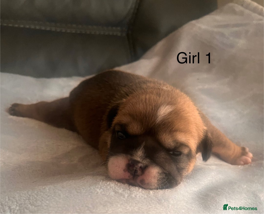 English Bulldog dogs for sale: Kc reg English bulldog puppies 🏴󠁧󠁢󠁥󠁮󠁧󠁿 - Image 14