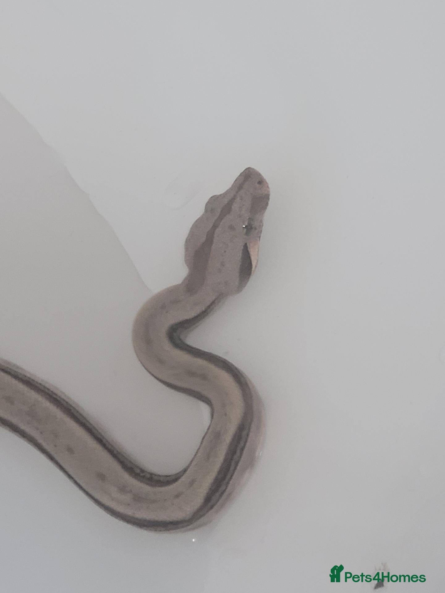 Boa Snake reptiles 2 baby boas - Advert 21