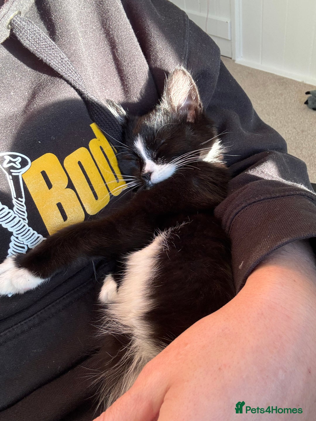 Mixed Breed cats for sale: 4 month old kitten  - Advert 5