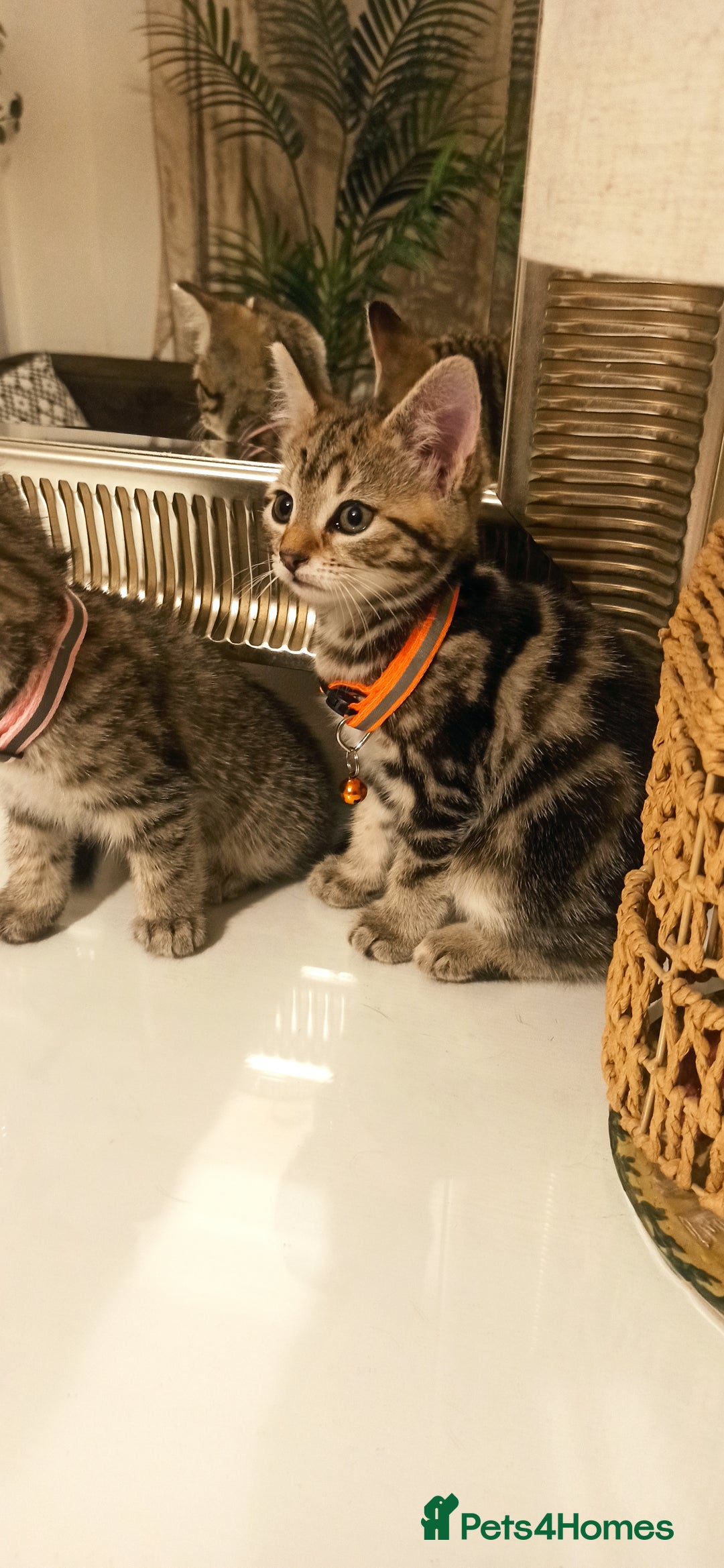 Mixed Breed cats for sale: Adorable kittens in London(SE18)😻❤️😻 - Advert 8