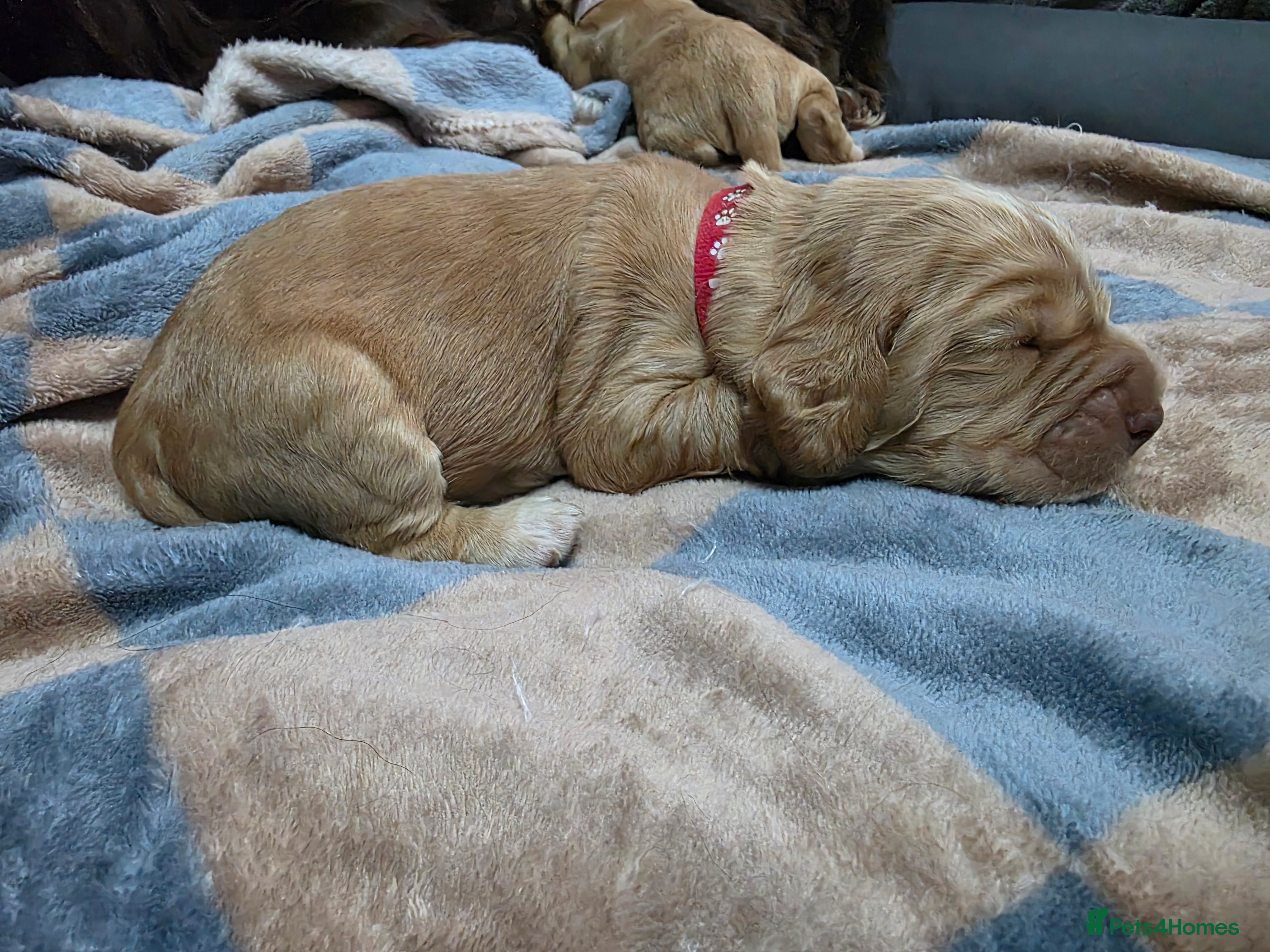 Cocker Spaniel dogs for sale: KC Reg Working Cocker Spaniel Pups ** 1 Boy Left** - Advert 41