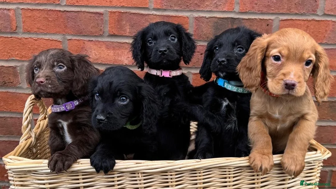 Cocker Spaniel dogs for sale: Ready Now- Working Cocker Spaniel Puppies - Advert 5