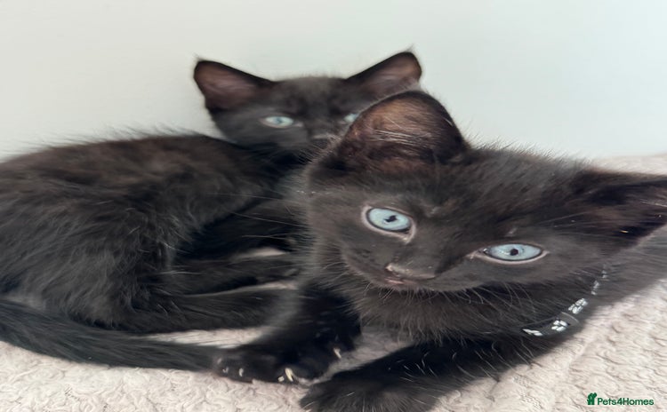 Ragdoll cats - Advert 3