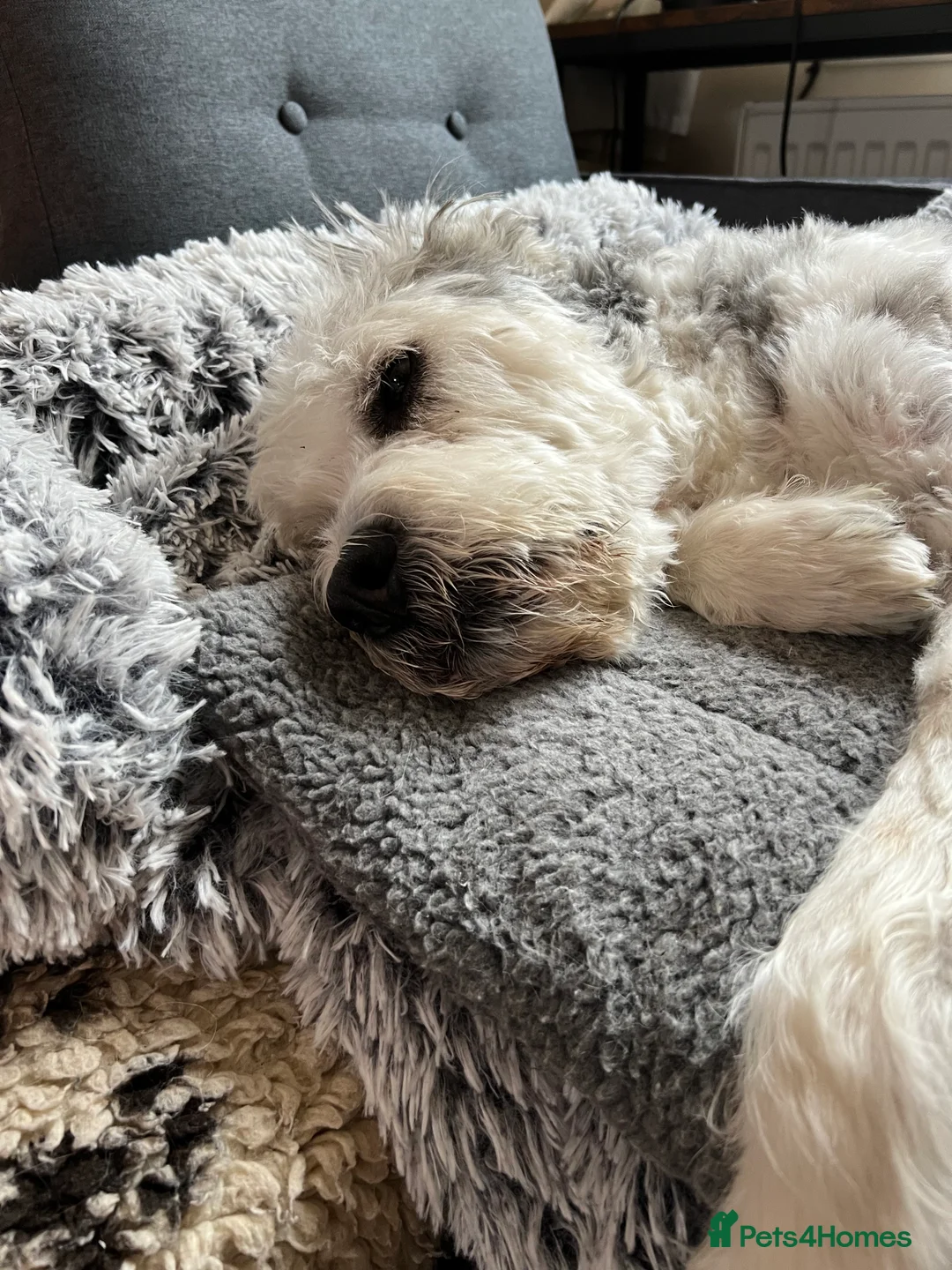 Mixed Breed dogs for adoption: Brian is looking for a home -Mioritic Shepherd  - Advert 28