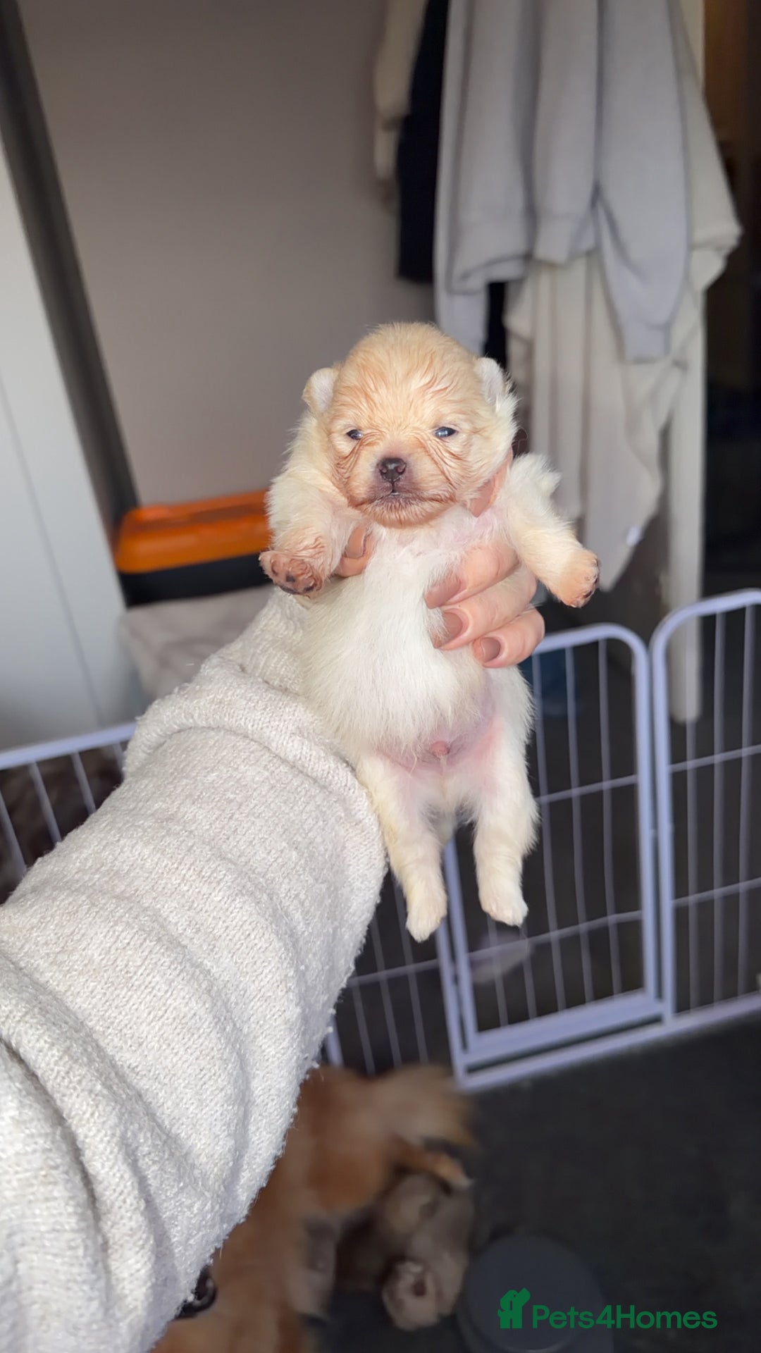 Pomeranian dogs for sale: Kc Pomeranians  - Advert 1