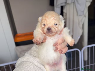 Pomeranian dogs Kc Pomeranians - Advert 1