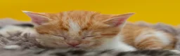 Mixed Breed cats for sale: Orange / ginger male kittens  in Stonehouse - Advert 10