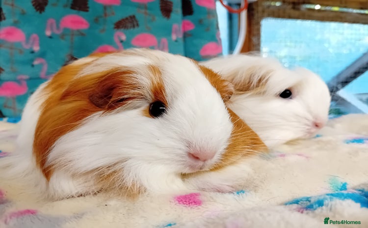 Guinea Pig rodents - Advert 11