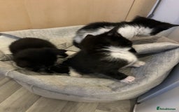 Mixed Breed cats for sale: Tuxedo kittens for sale - Image 8