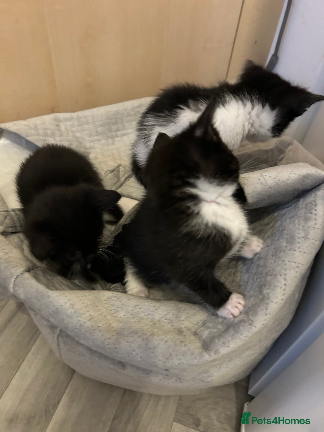 Mixed Breed cats for sale: Tuxedo kittens for sale - Image 8