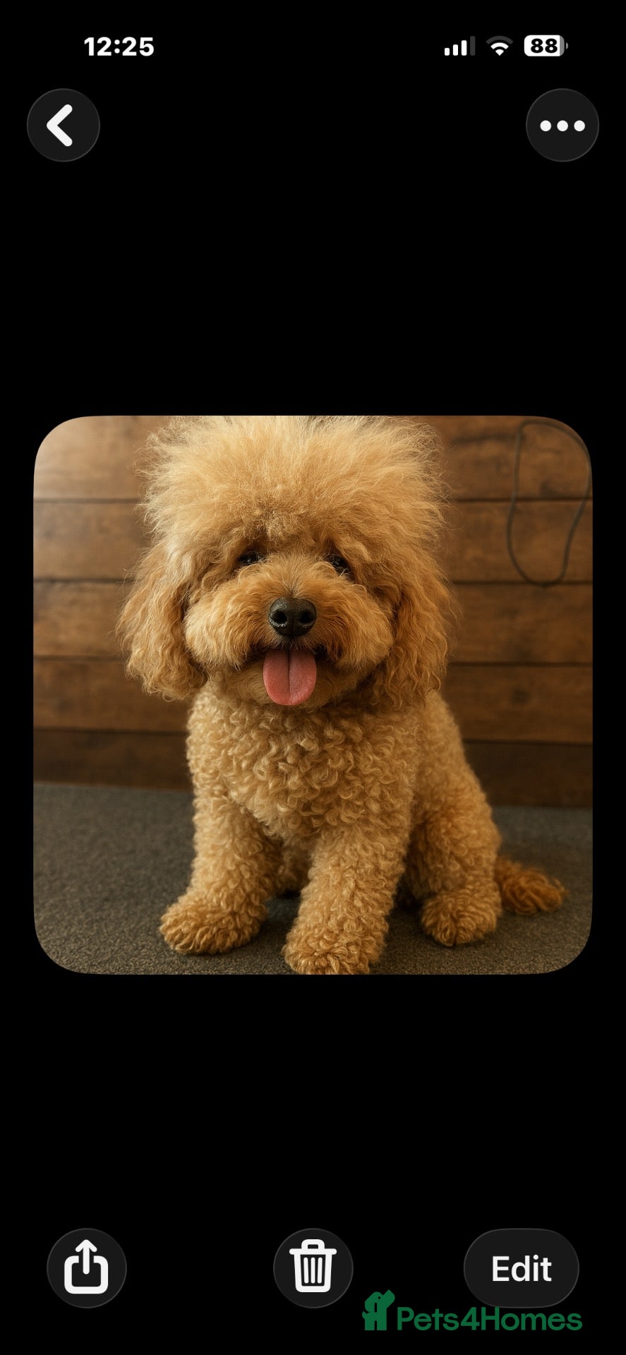 Cockapoo dogs Beautiful Yankydoodles  - Advert 1