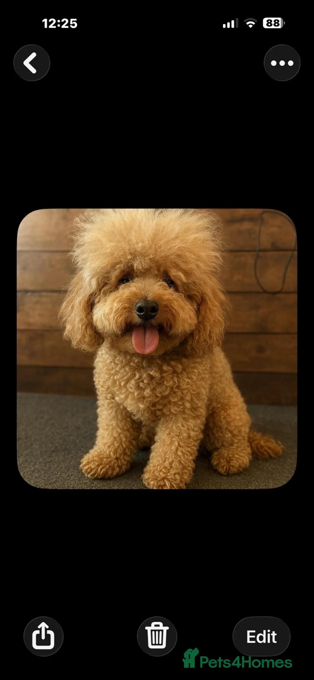 Cockapoo dogs for sale: Beautiful Yankydoodles  - Advert 1