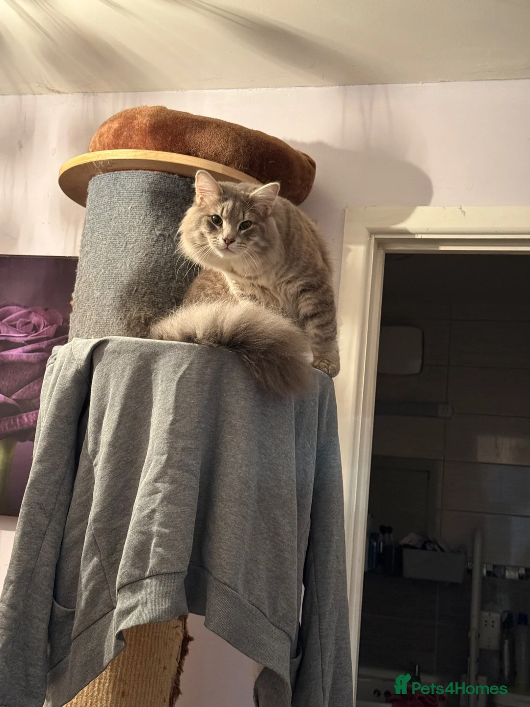Norwegian Forest Cat cats for sale: Beautiful Norwegian forest cat  - Advert 3