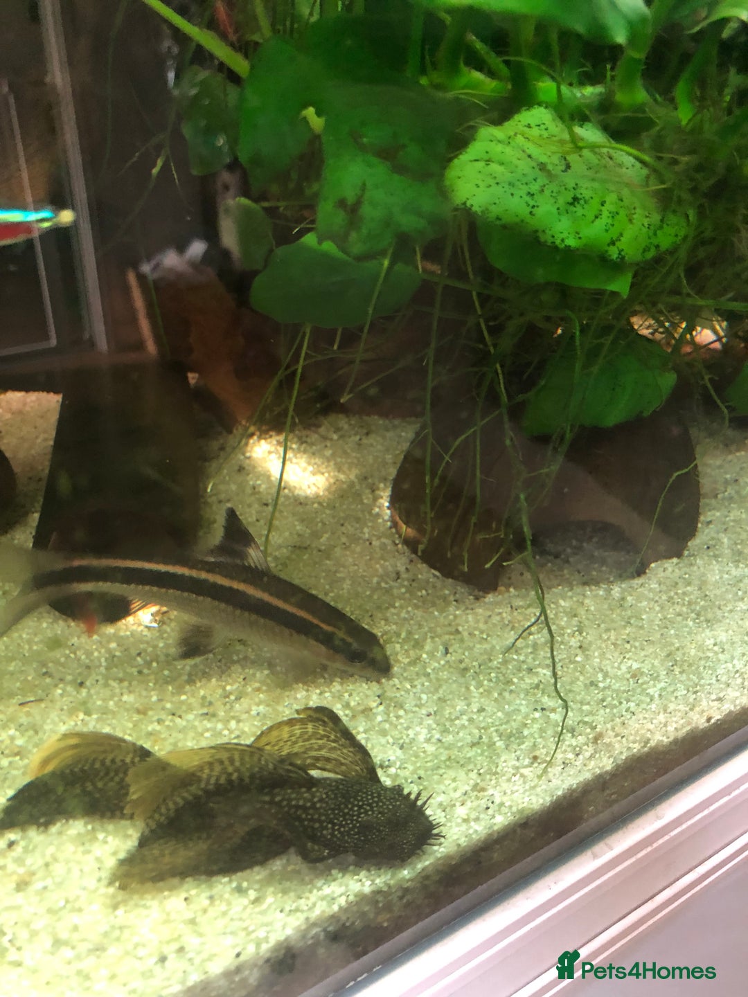 Other/Mixed Breed fish for sale: Flying fox - Advert 2