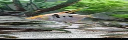 Angelfish fish for sale: Koi/Marble Angelfish - Advert 7