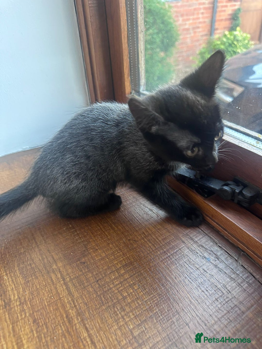 Bengal cats for sale: Kittens For Sale - Image 5