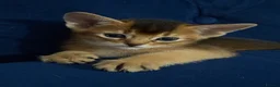Abyssinian cats for sale: 🐾 Two Gorgeous Abyssinian Kittens 🐈‍⬛ - Advert 4
