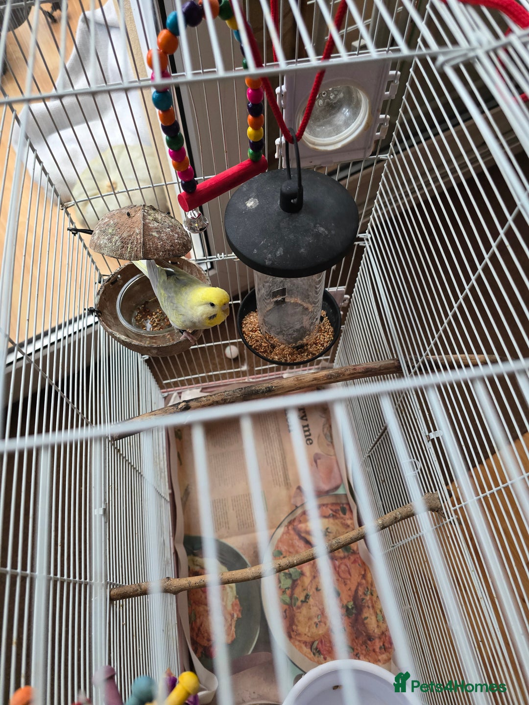 Budgerigars birds for sale: Budgerigar - Advert 3