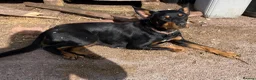 Mixed Breed dogs for sale: Kelpie X pups - Advert 9