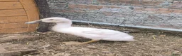 Ducks poultry for sale: Indian Runner ducklings unsexed in Southampton - Advert 3