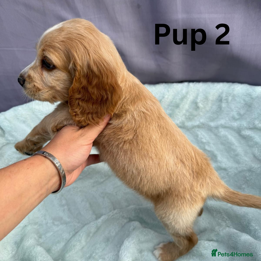 Cocker Spaniel dogs for sale: ⭐️ SHOW TYPE COCKER SPANIEL - READY ON 1ST AUGUST - Image 9
