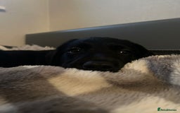 Goldador dogs for sale: male goldador puppy for sale  - Advert 9