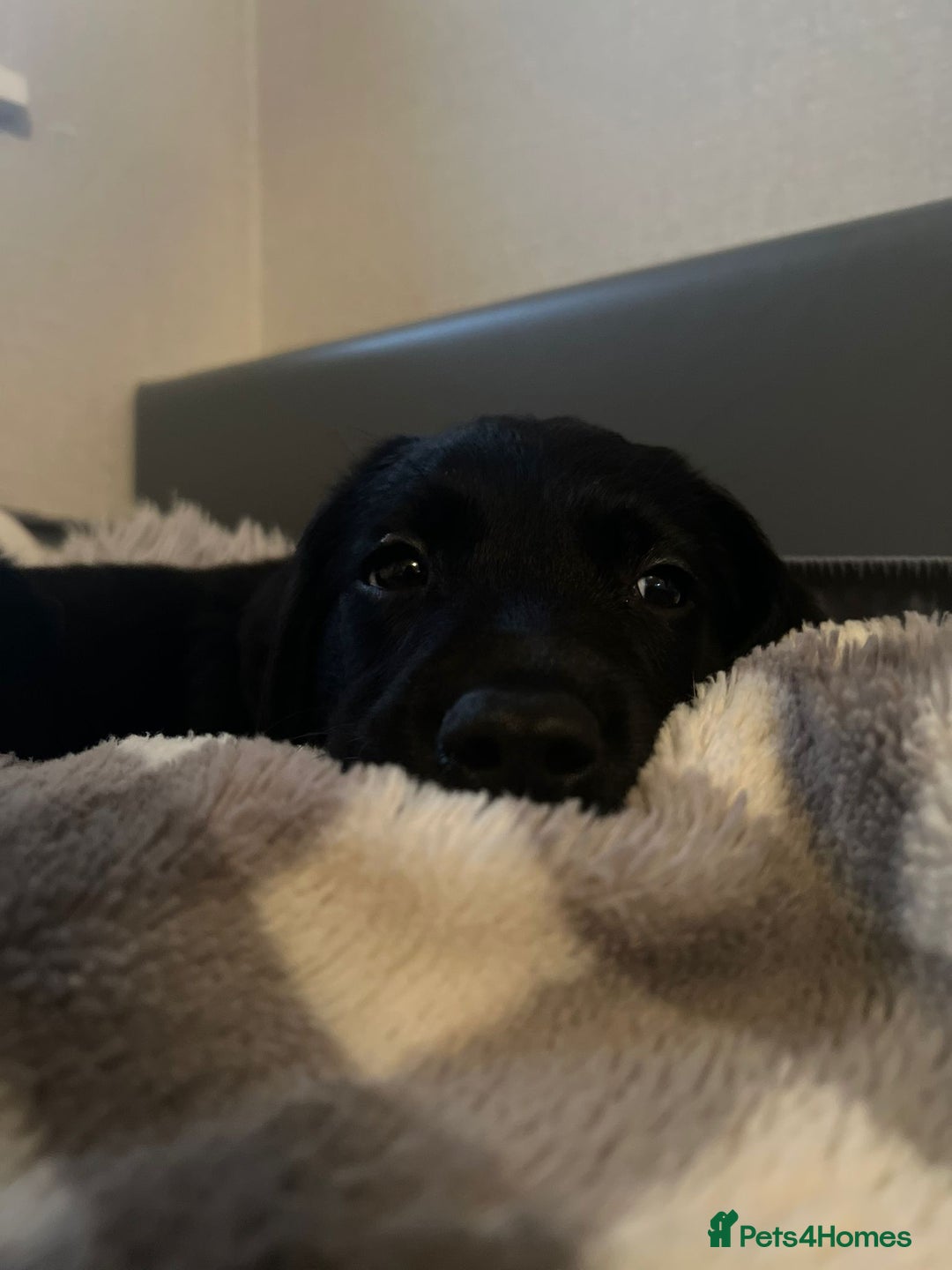 Goldador dogs for sale: male goldador puppy for sale  - Advert 9