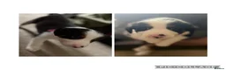 Border Collie dogs for sale: 5 Border collies puppies - Advert 4
