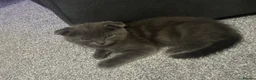 Scottish Fold cats for sale: Scottish fold kittens  in Dewsbury - Advert 14