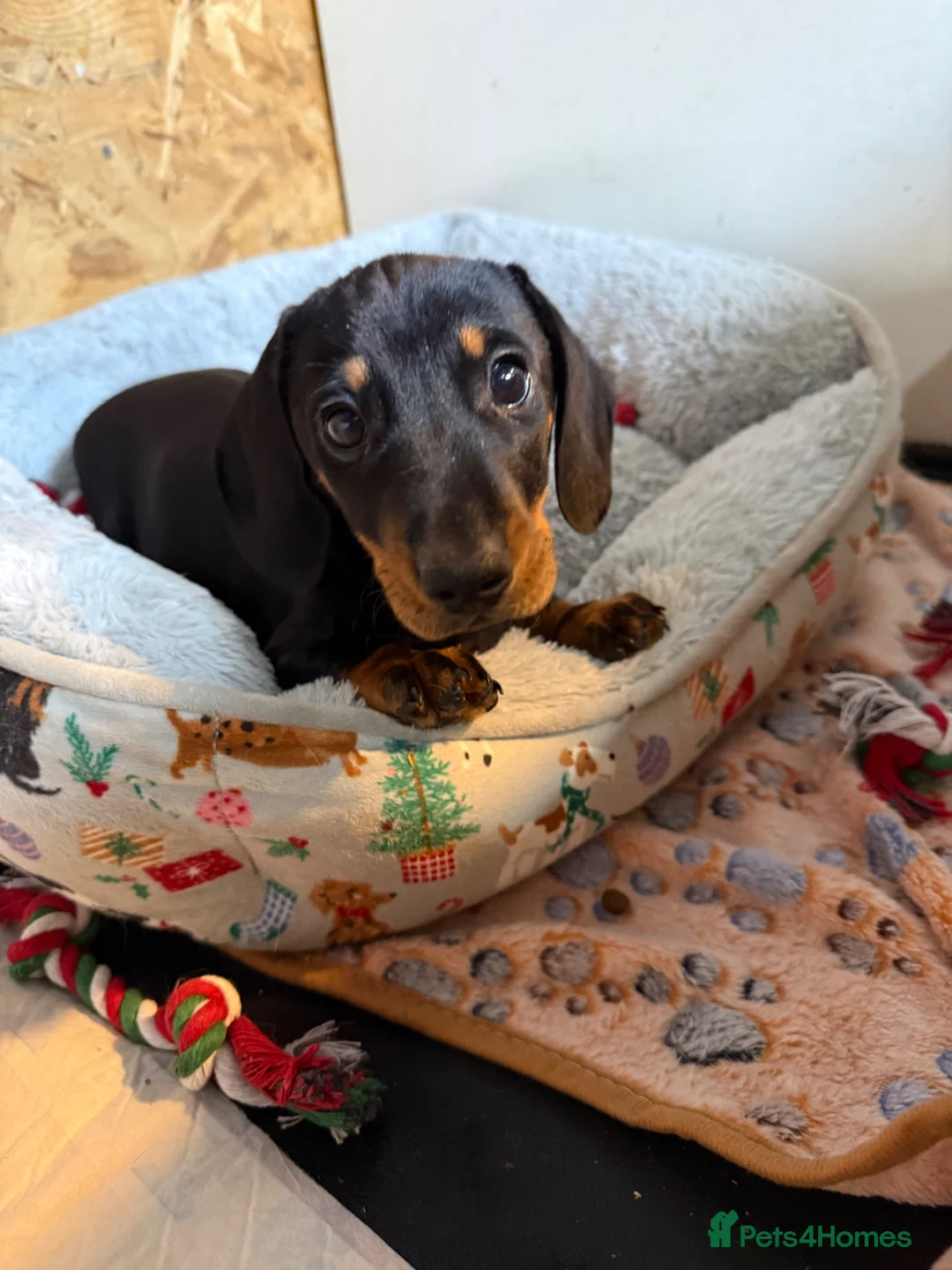 Miniature Dachshund dogs for sale: Last little girl she’s had 2nd vax KC reg READY  - Advert 1
