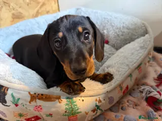 Miniature Dachshund dogs for sale: Last little girl she’s had 2nd vax KC reg READY - Advert 2