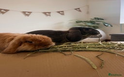 Mini Lion Lop rabbits for sale: Lovely couple Bunnies for rehoming! (Bonded) - Advert 5