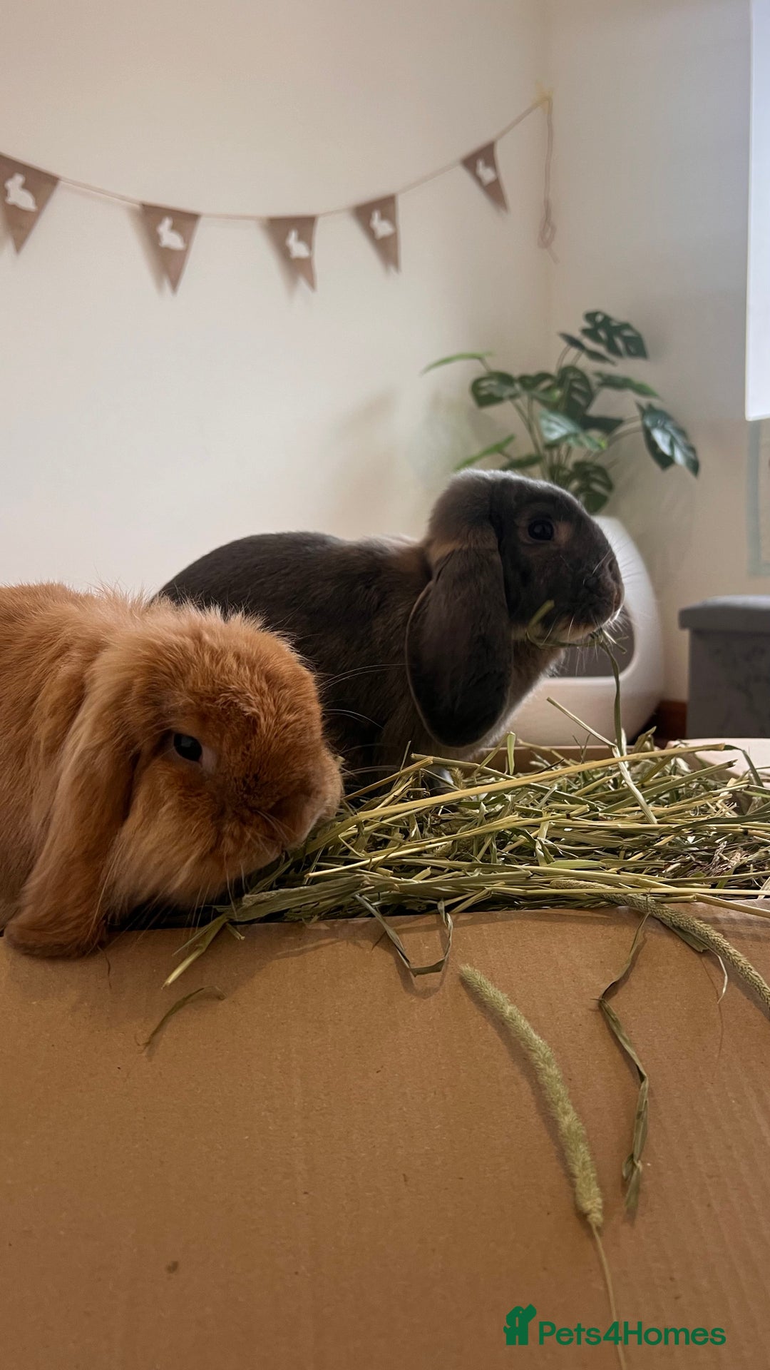 Mini Lion Lop rabbits for sale: Lovely couple Bunnies for rehoming! (Bonded) - Advert 5