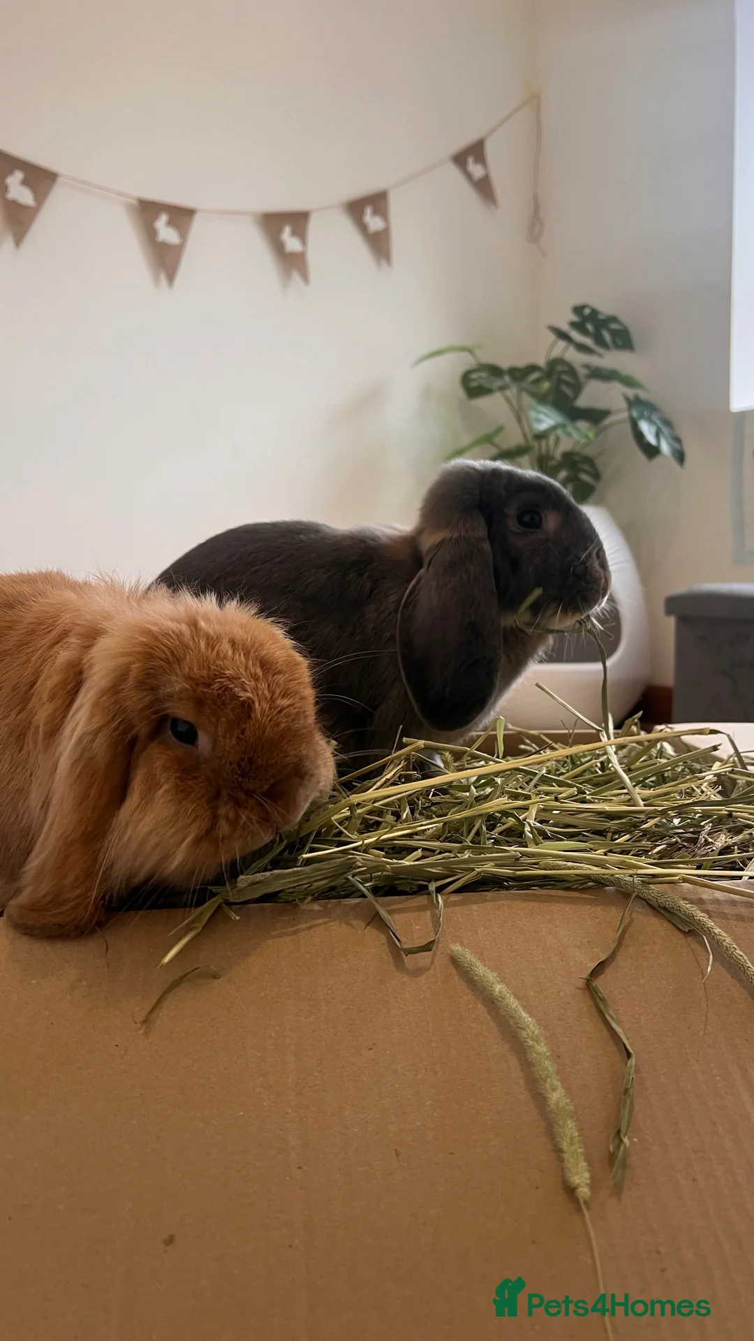 Mini Lion Lop rabbits for sale: Lovely Bunnies for rehoming! (Bonded+their stuff ) - Advert 5