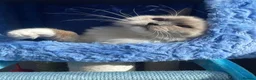 Ragdoll cats for sale: Beautiful Ragdoll  - Advert 6